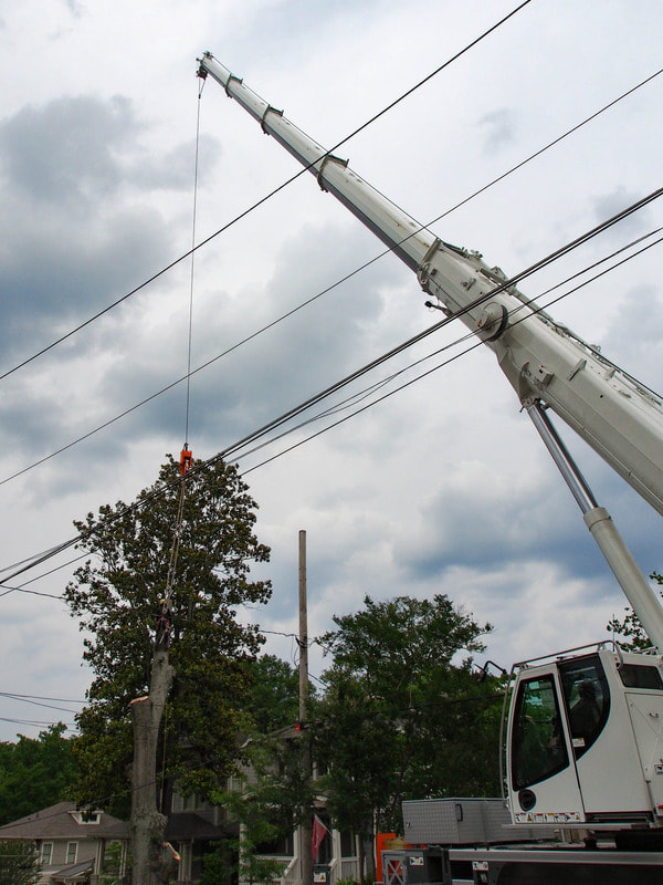 Here's our bucket machine that helps us remove or trim taller trees in a safe manner. It also helps to make sure we are damaging any nearby power lines as seen in this picture.