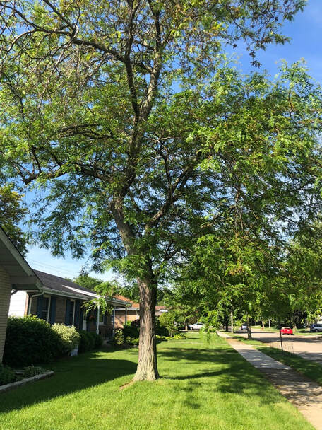 Here is a picture of a healthy tree. A customer had us take a look at it because they wanted to know what the current health status was of it. All good here!