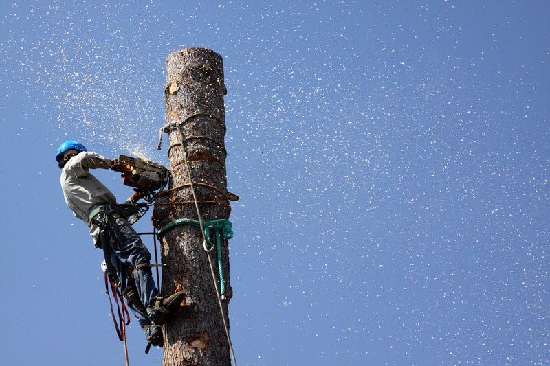 In this picture, one of our workers is safely attached to a tree that they are cutting down with a chainsaw.