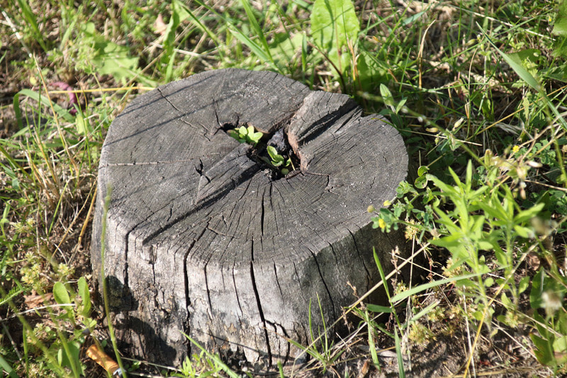 Here is a stump that looks to be hidden in the grass, and some plants are starting to grow on it. Our stump grinding process removes these types very easily.