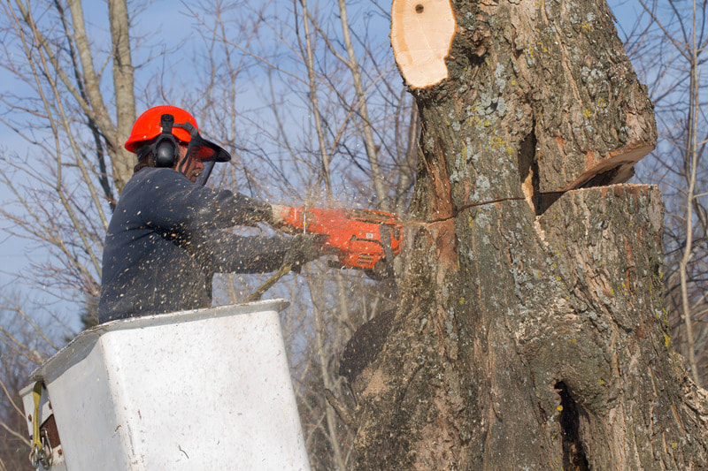 One of our crew members is working on cutting a tree.