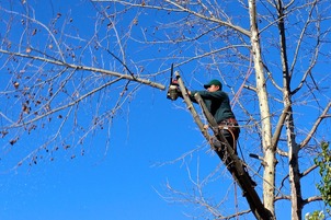 Here is one of our crew members safely up in a tree. He is performing our tree trimming process on one of our customers trees.