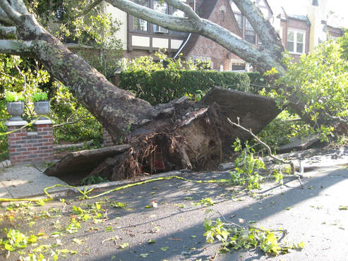 This is two trees that fell down during a severe thunderstorm. They are very large in stature, and most likely lived at least 25 years. They were uprooted and took the sidewalk with them.