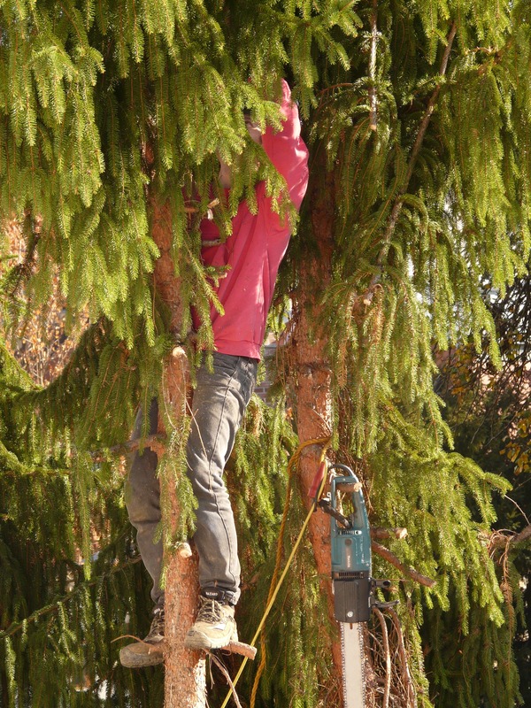 We are climbing up a tree in order to remove some of the interior branches. This helps with crowding, and allows other branches to receive the amount of sunlight they need to grow in a healthy way.